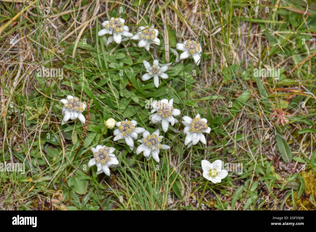 Gürtelschließe Edelweiß 4,0 cm  Tracht Edelweiss Blume Alpen Dorn Bayern 