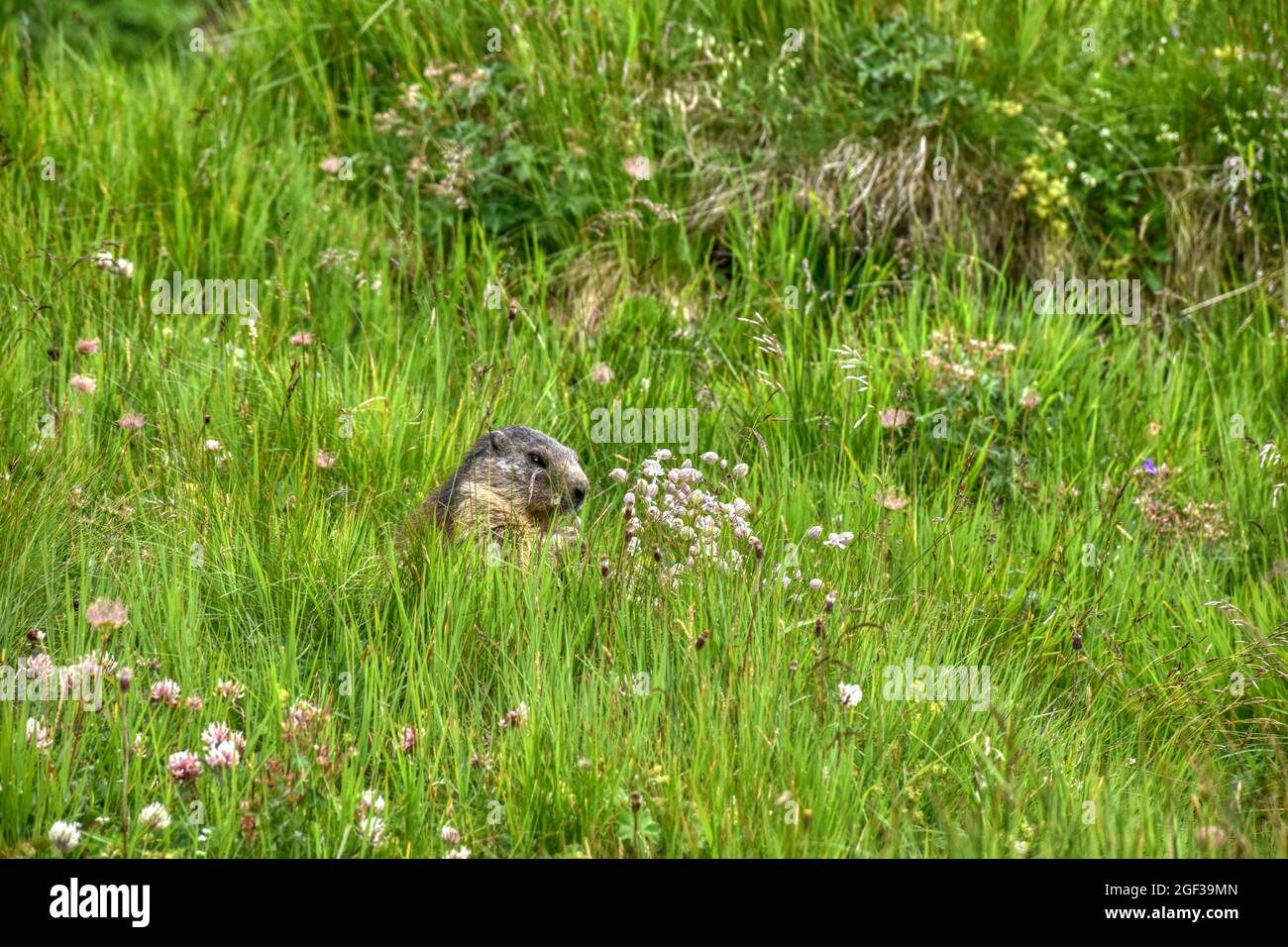 Babymurmeltier  Murmeltier, Murmeltiere, Babymurmeltier, Murmeltierbabys, Murmeltierbaby, Jungtier, Affe, Äffchen, klein, Nachwuchs, kuschelig, entdec Stock Photo