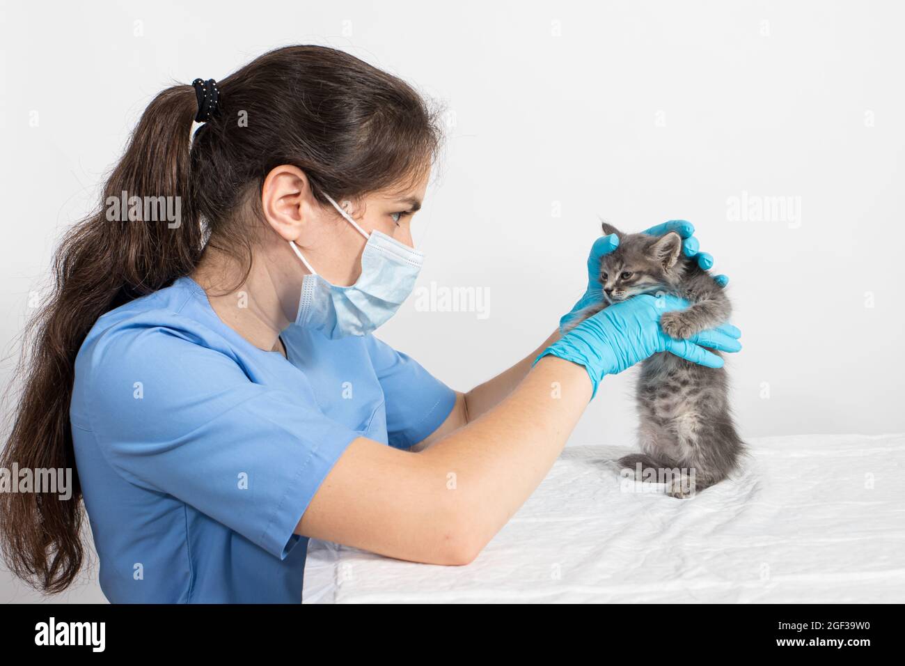 Examination of the one or two month old kitten. Veterinary clinic, prevention and treatment of diseases in cats Stock Photo