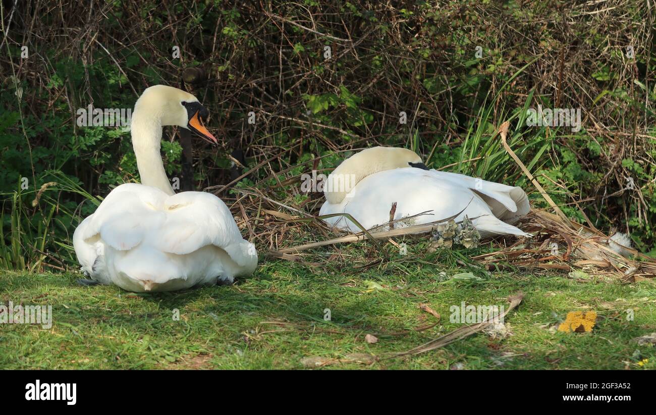 A mute swan hatching eggs on the nest, as her mate keeps guard Stock