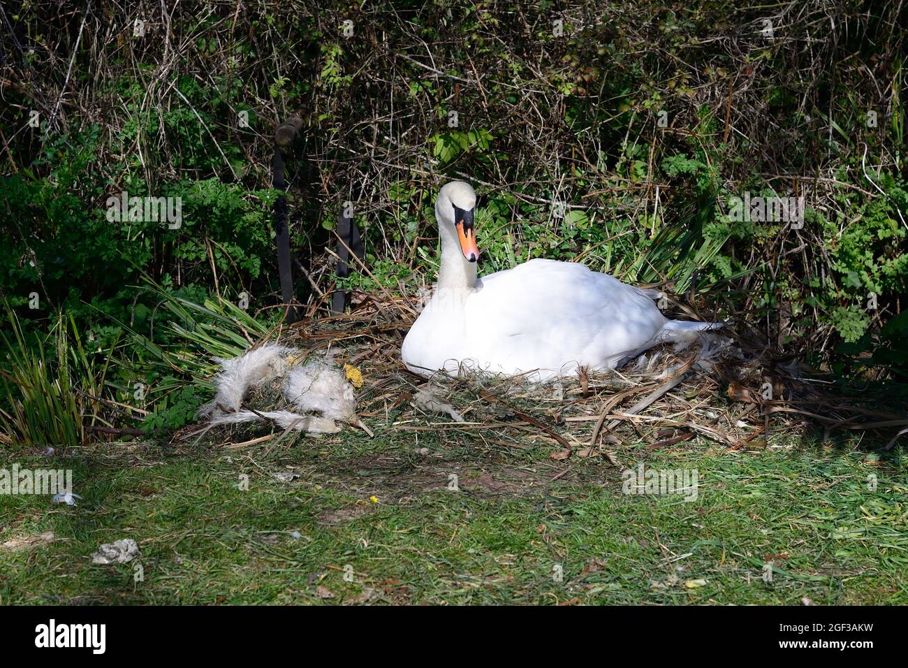 A mute swan hatching eggs on the nest Stock Photo Alamy