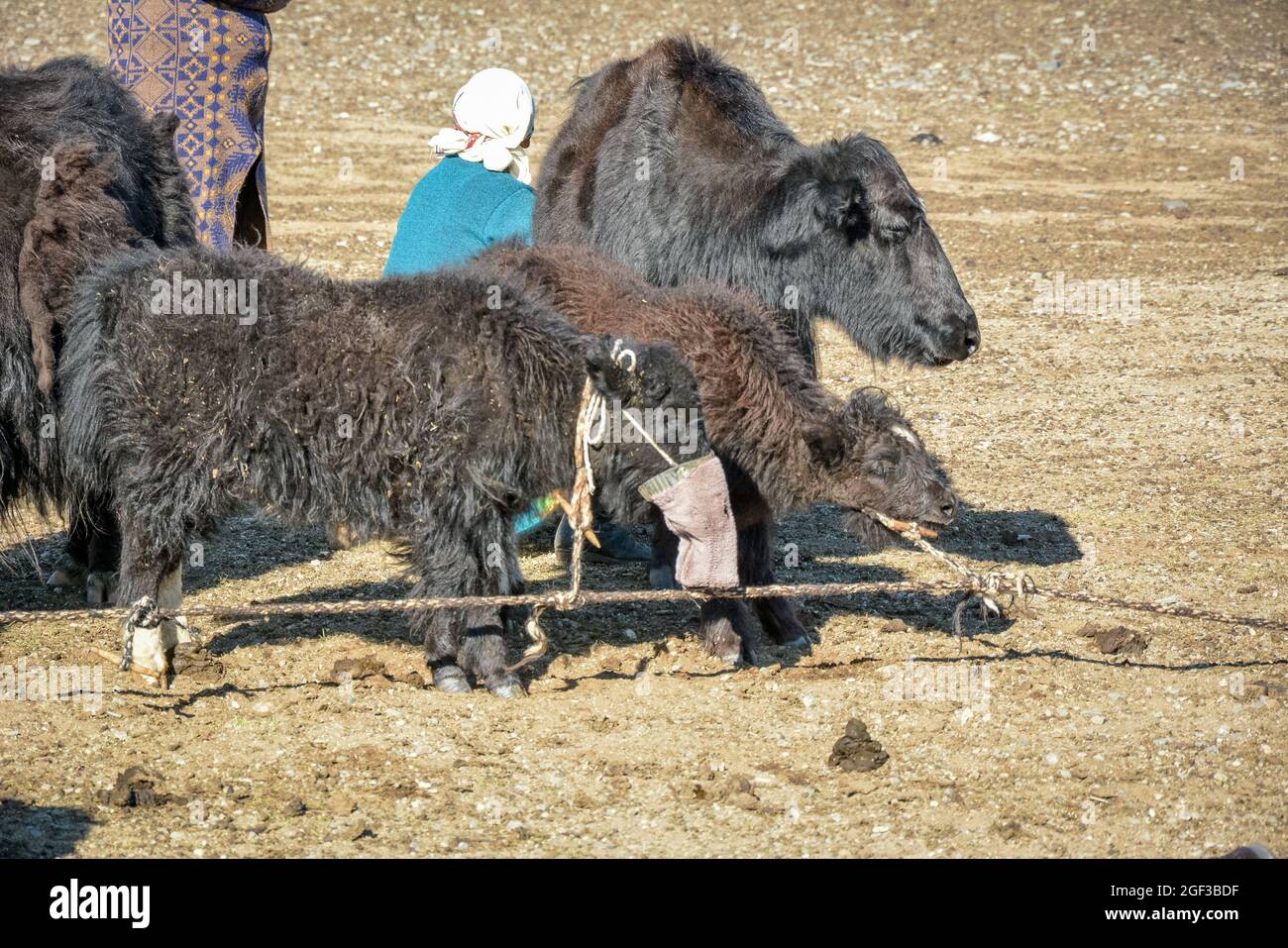 Mongolian yaks grazing outside Stock Photo - Alamy