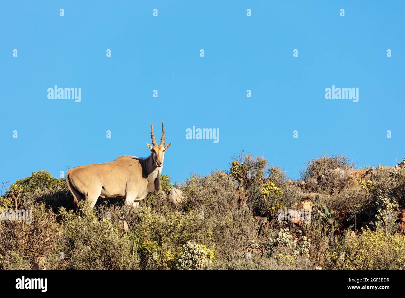 Eland (Taurotragus oryx) in typical karoo vegetation. Karoo, Western Cape, South Africa Stock Photo