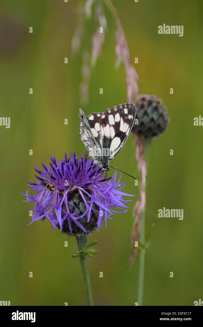 A marbled white butterfly on a purple thistle Stock Photo