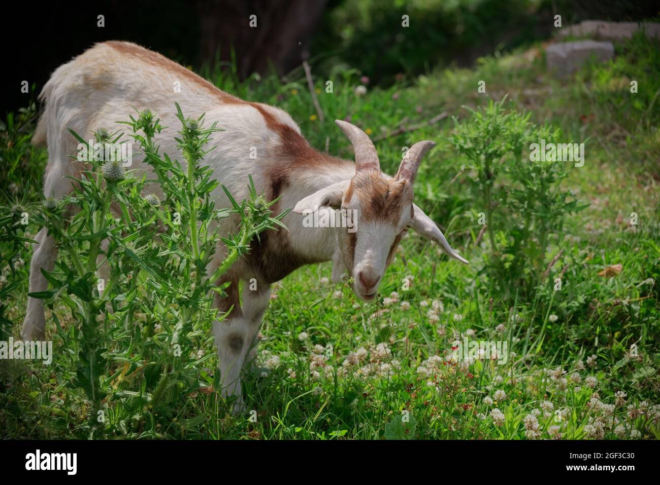 Toggenburg buck on a pasture Stock Photo