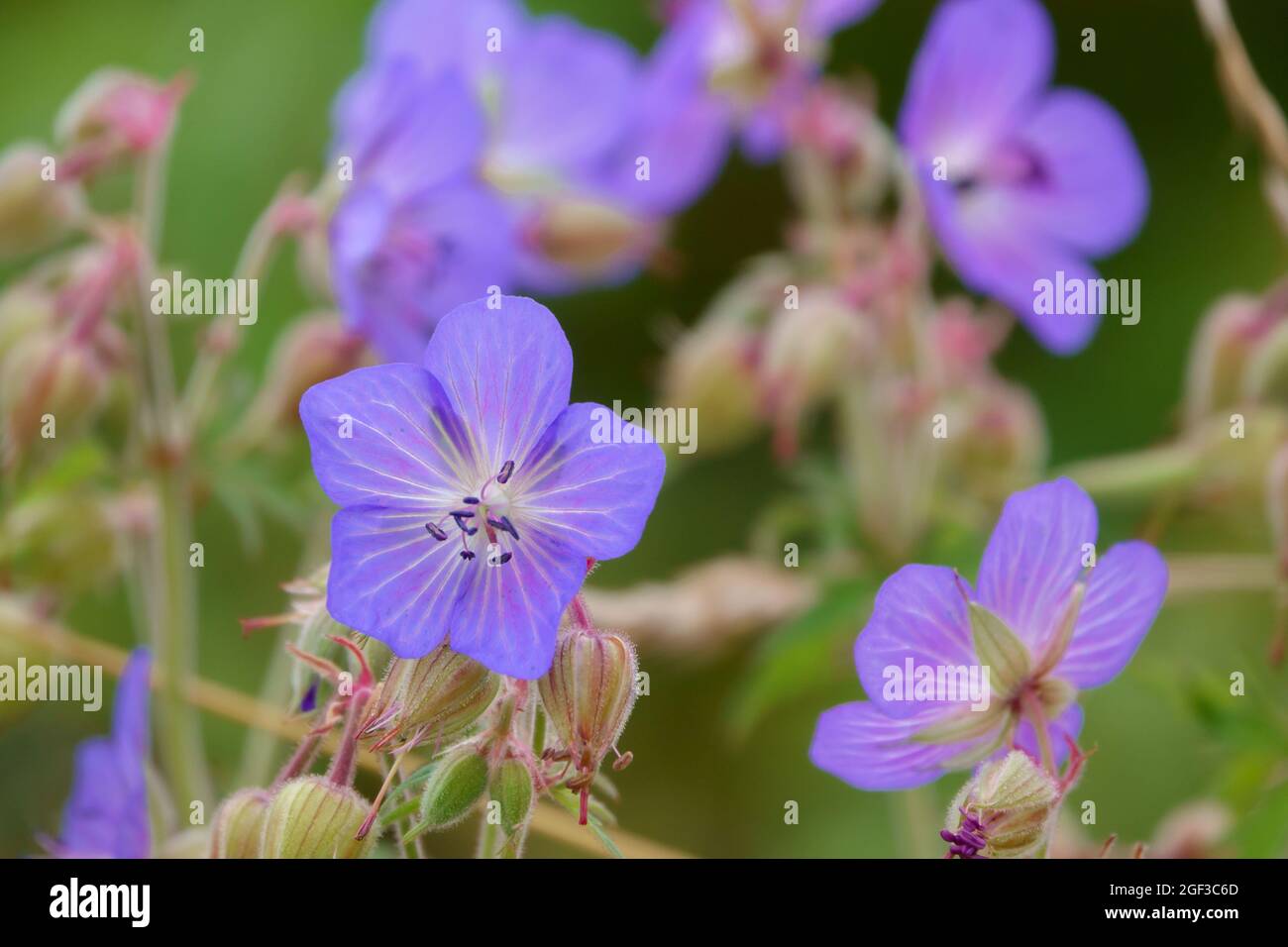 beautiful crane's bill (Geranium pratense) purple violet flower growing