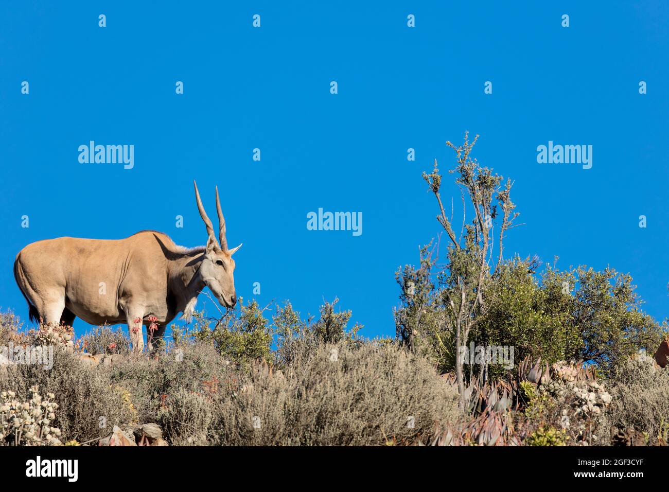 Eland (Taurotragus oryx) in typical karoo vegetation. Karoo, Western Cape, South Africa Stock Photo