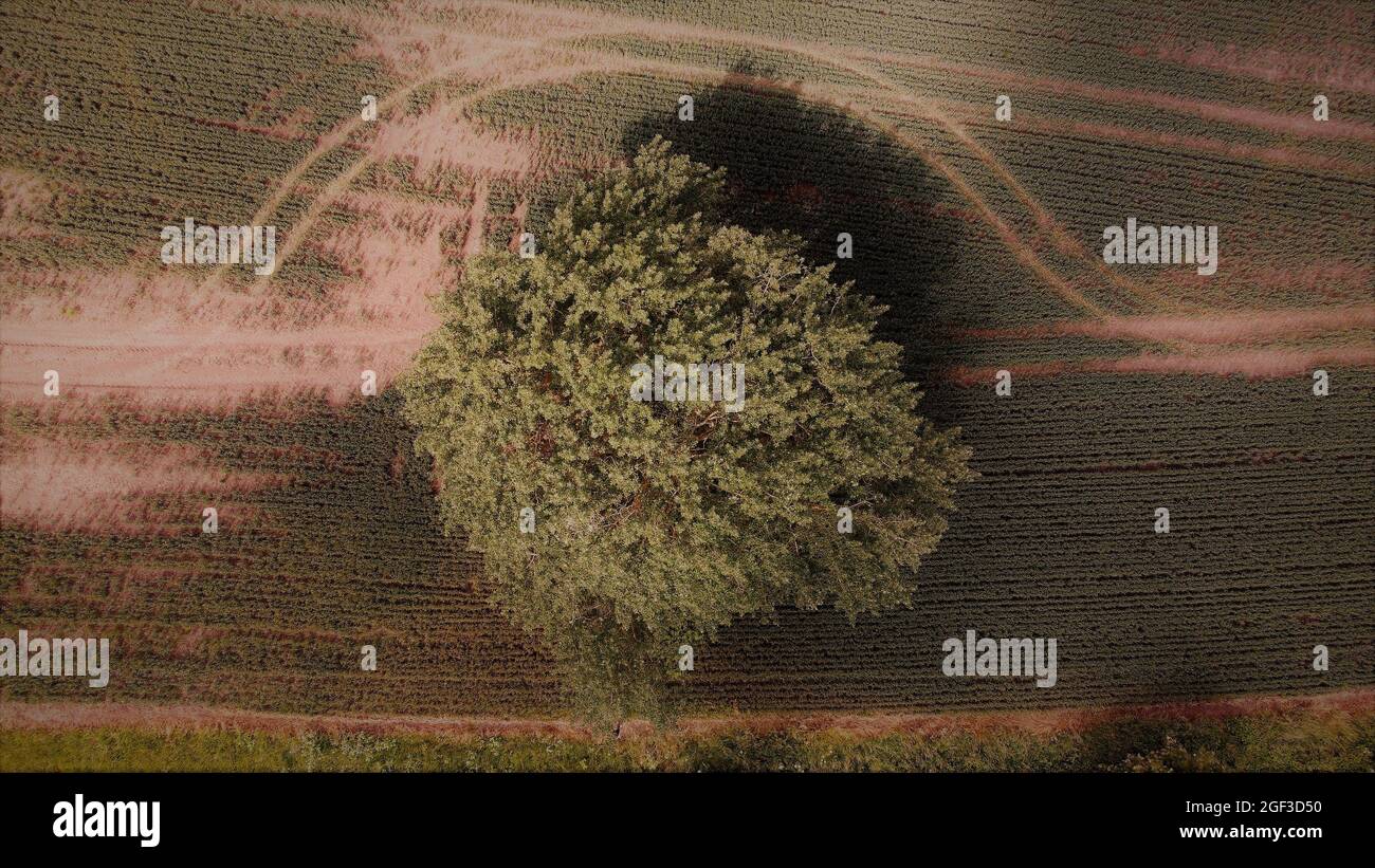 Aerial shot of a lone tree in a field with a moody atmosphere. Shadow falling on the ground from a single tree in the middle of a field. Stock Photo