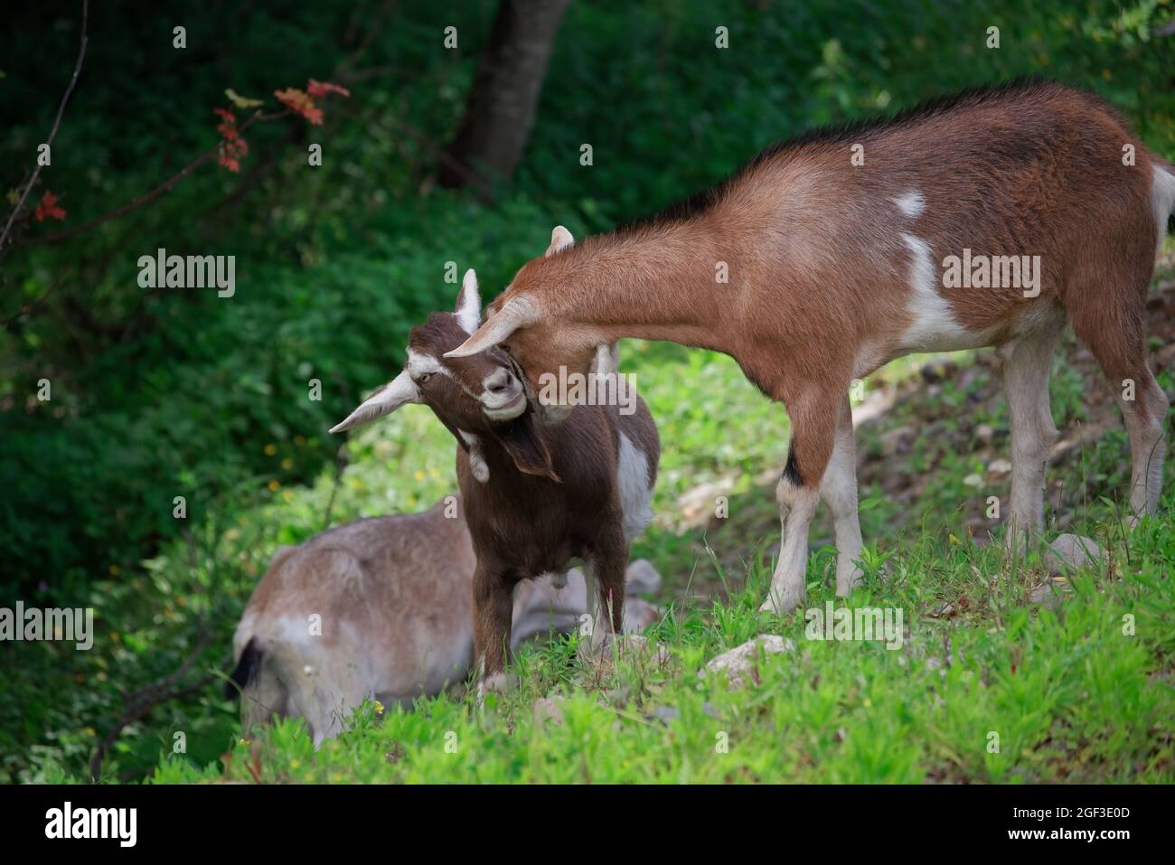 Toggenburg nanny goat with her young Stock Photo
