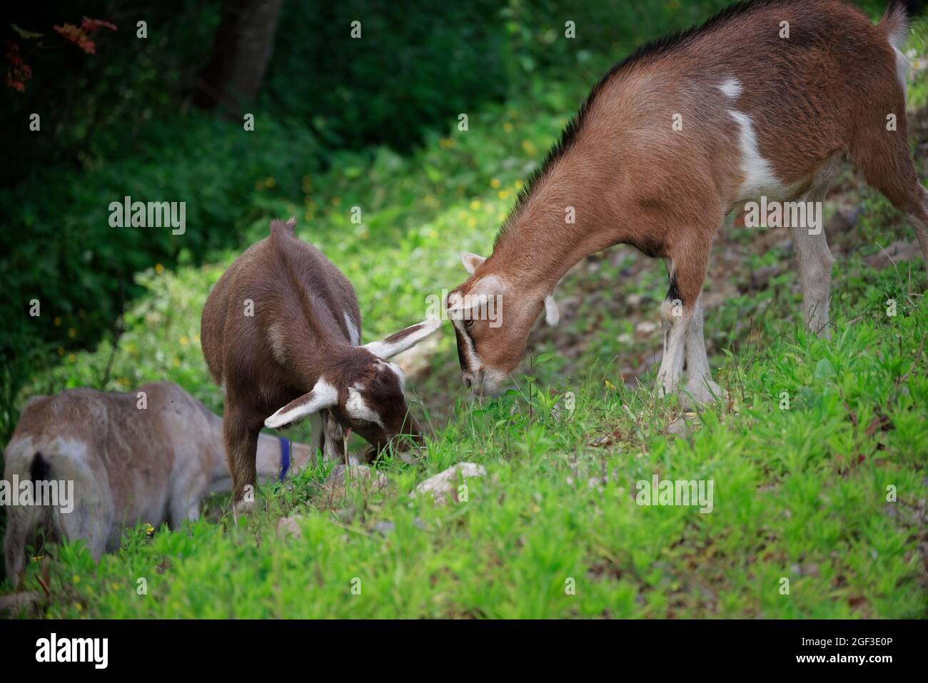 Toggenburg goats grazing on pasture Stock Photo