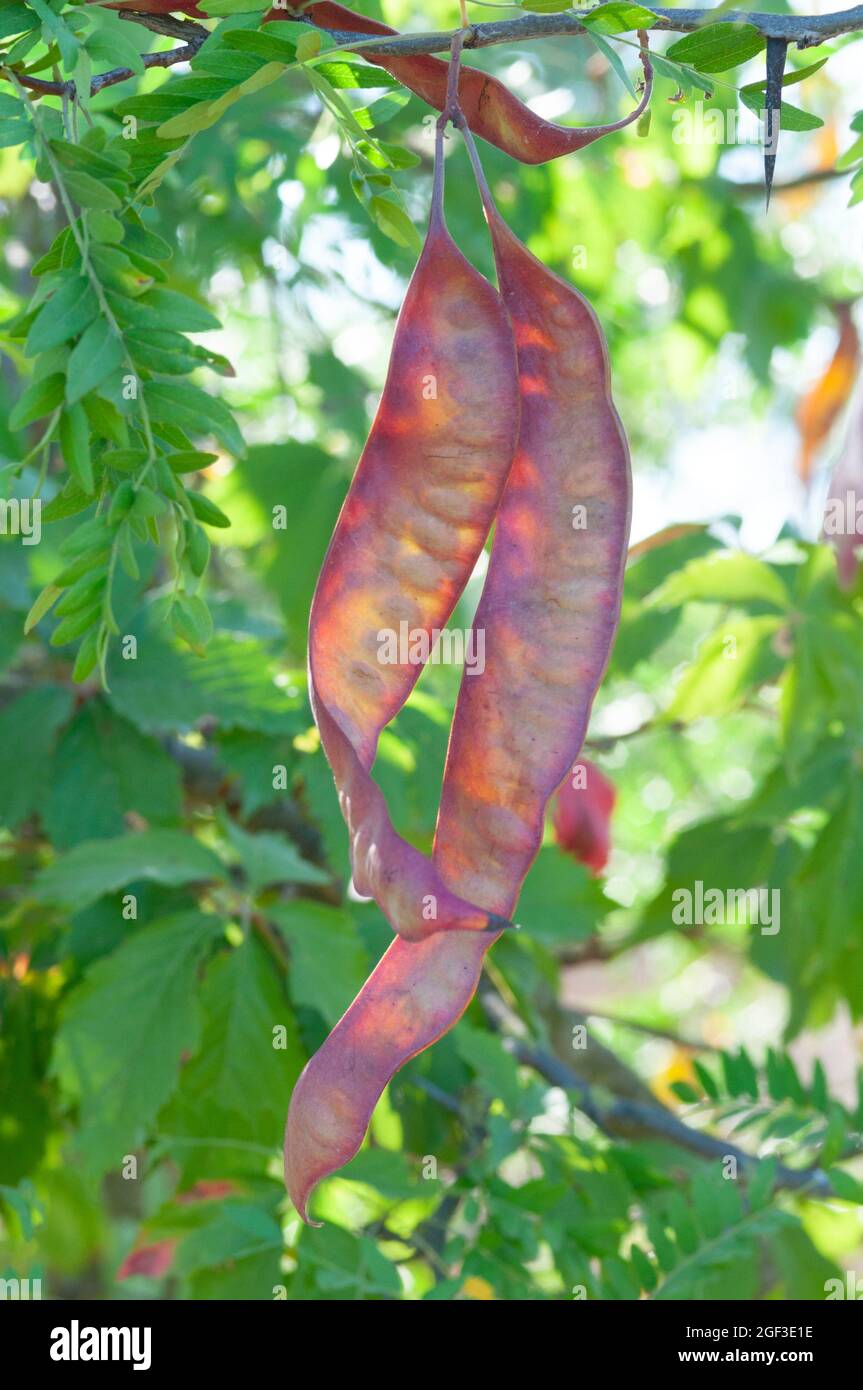 Italy, Lombardy, Honey Locust, Gleditsia Triacanthos, Fruits Stock Photo