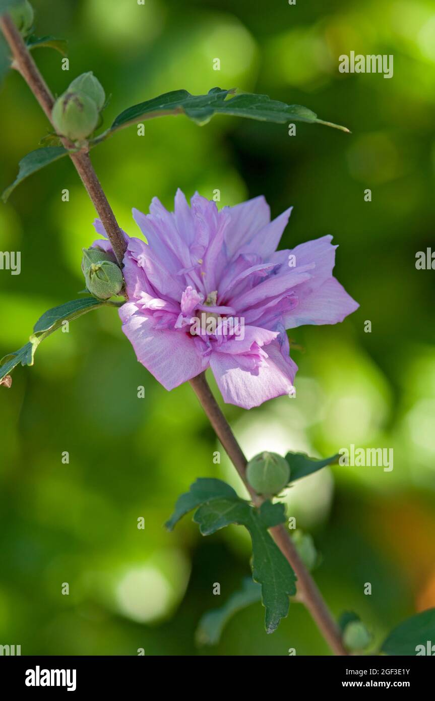 Italy, Lombardy, Pink Hibiscus, Rose of Sharon, Shrub Althea Hibiscus Syriacus Stock Photo