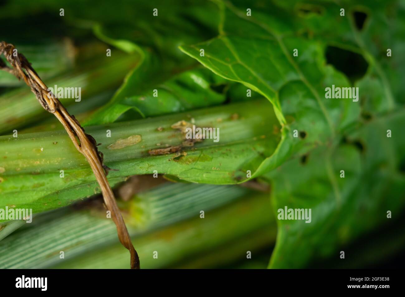 Green stems plant garden hi-res stock photography and images - Alamy