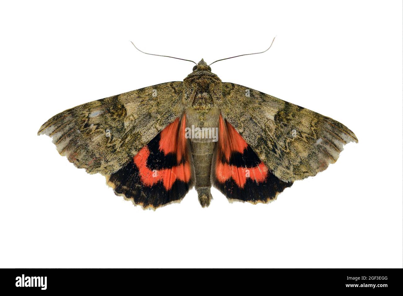 The red underwing (Catocala nupta) is a moth of the family Erebidae Stock Photo