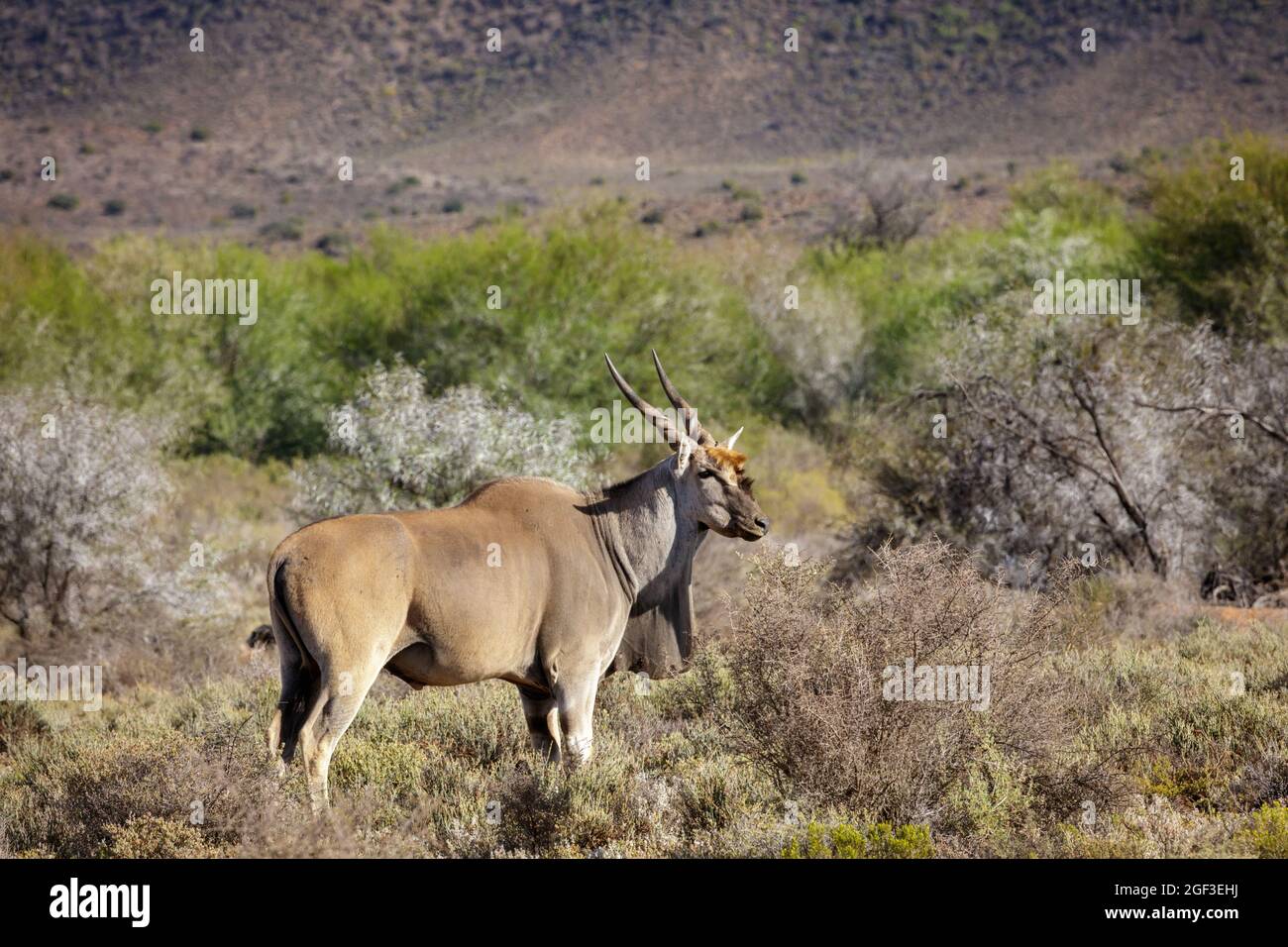 Eland (Taurotragus oryx) in typical Karoo vegetation. Karoo, Western Cape, South Africa Stock Photo