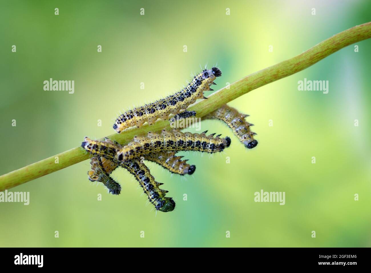 macro view of Pieris brassicae caterpillars on green leaf Stock Photo ...