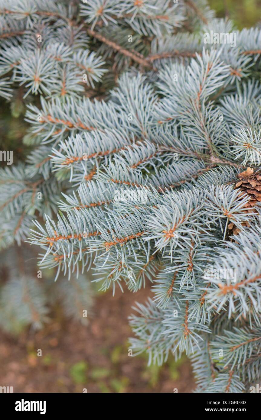Closeup of a fir tree branch with the blurred background Stock Photo ...