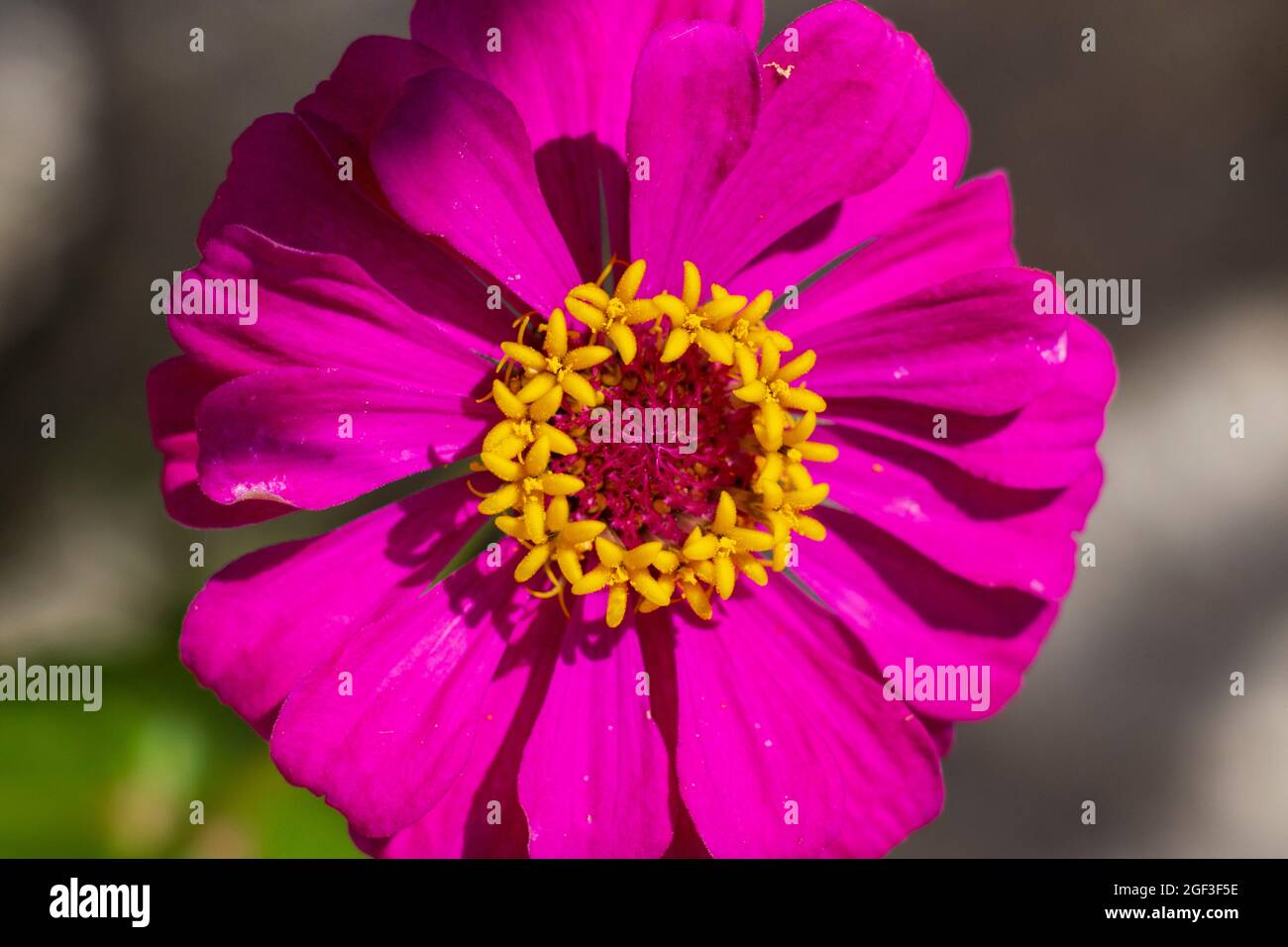 Zinnia Forecast in top view image, with single layer of vivid magenta petal leaves and bright yellow crown tubes. Stock Photo