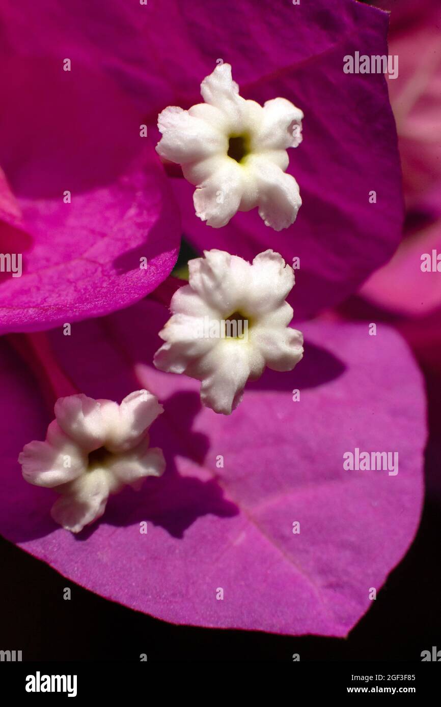 Crown tubes of the bougainvillea flower with magenta bract leaves in macro image. Stock Photo