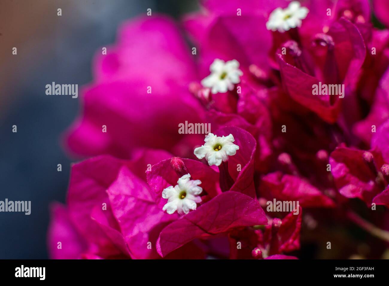 Macro image of a row of crown tubes of bougainvillea spectabilis Stock Photo
