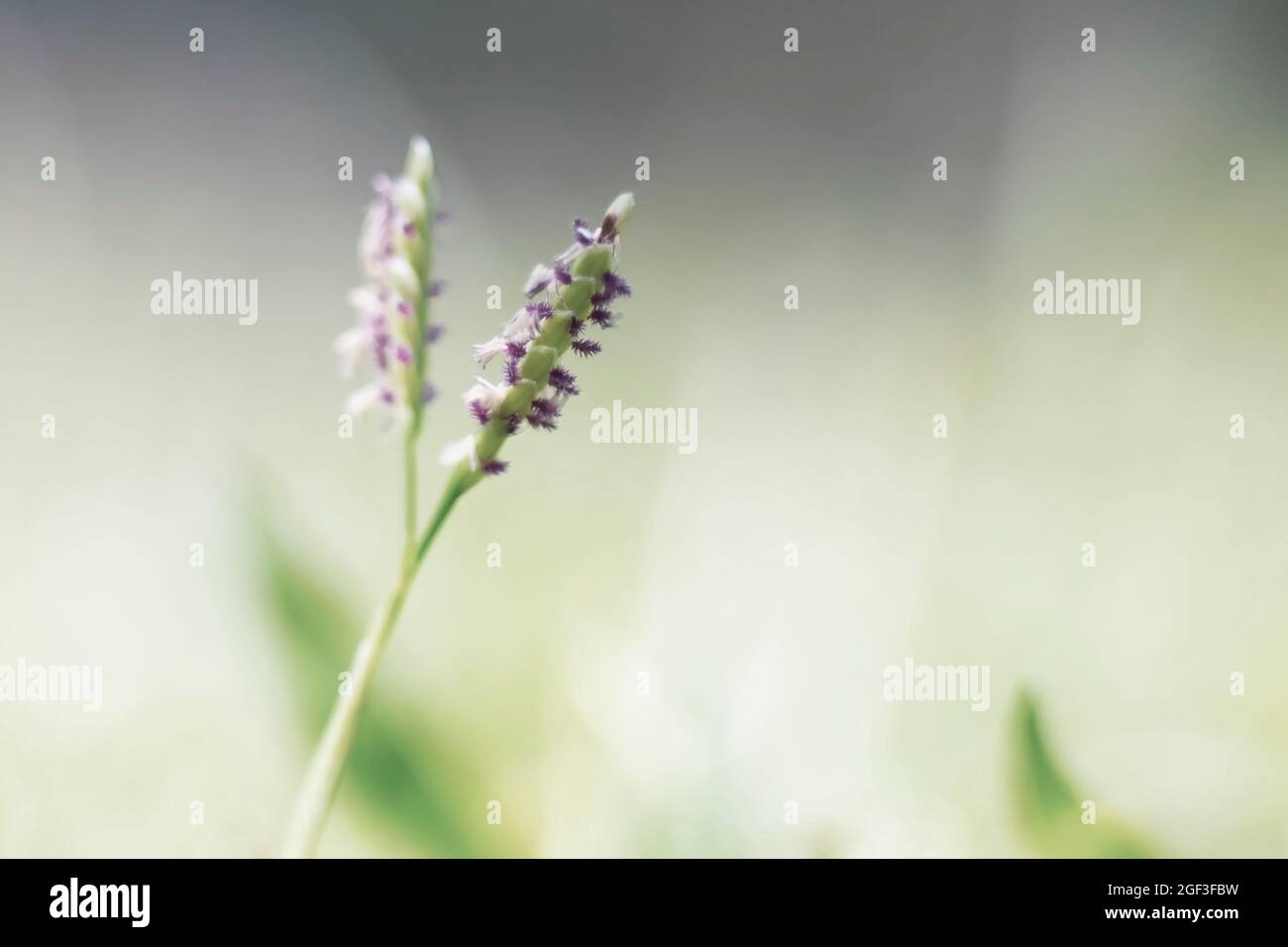 Tiny flowers of turf grass, in low angle macro image with strong bokeh and copy space. Stock Photo