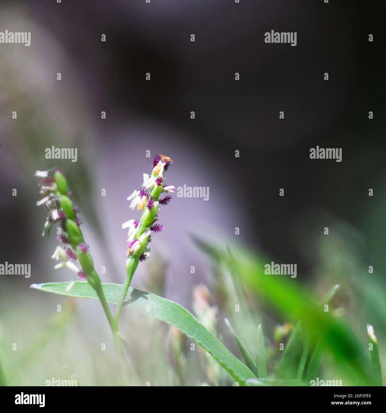 Macro image of tiny flowers of tury grass with cool background Stock Photo