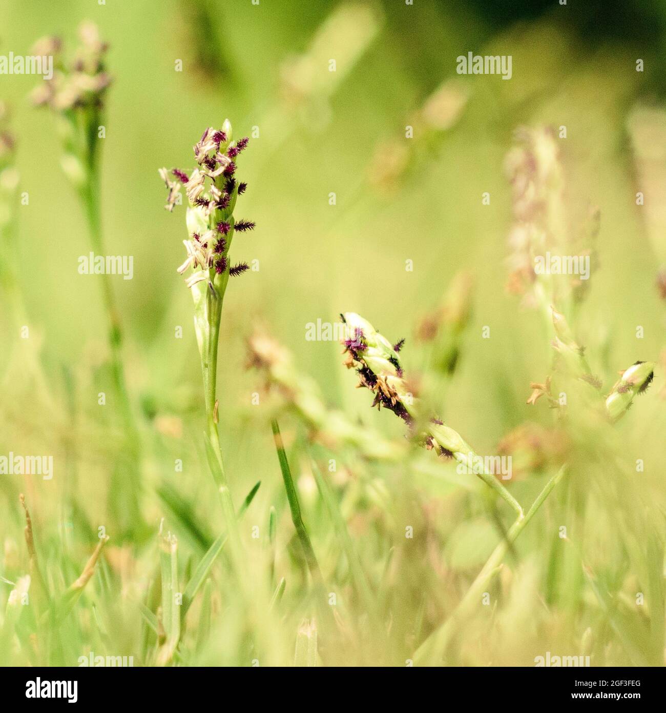 Tiny flowers of turf grass, in low angle macro image with strong bokeh and copy space. Stock Photo