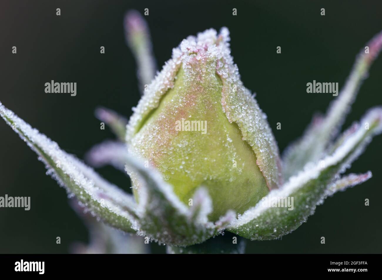 Winter in the garden. Hoarfrost on the petals of a white rose Stock Photo