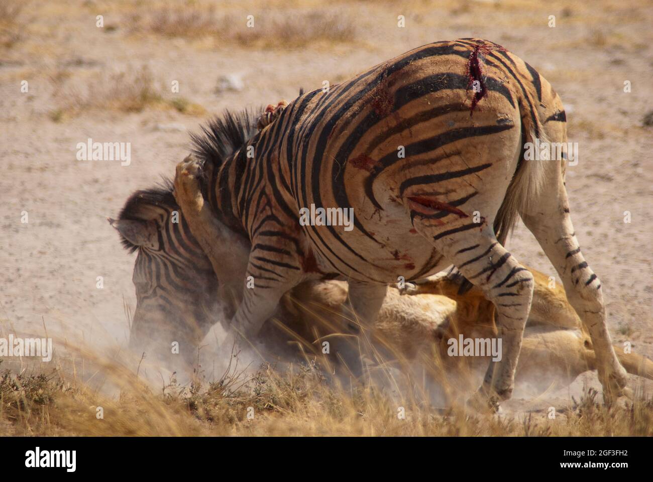 Lioness killing a zebra at Salvadora waterhole, Etosha National Park, Namibia Stock Photo