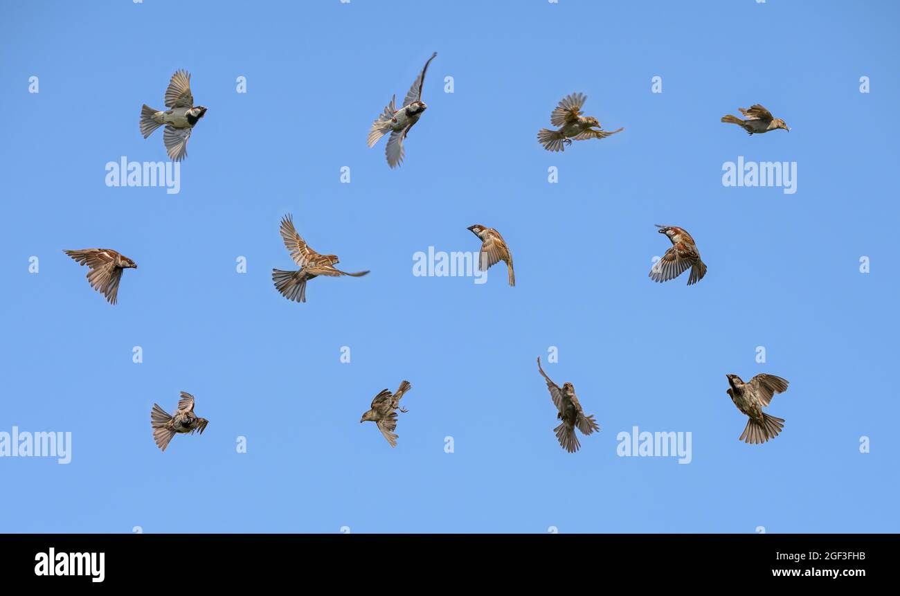 Set of many birds in flight, house sparrow, Passer domesticus, chasing insects in front of blue sky in summer, Germany Stock Photo