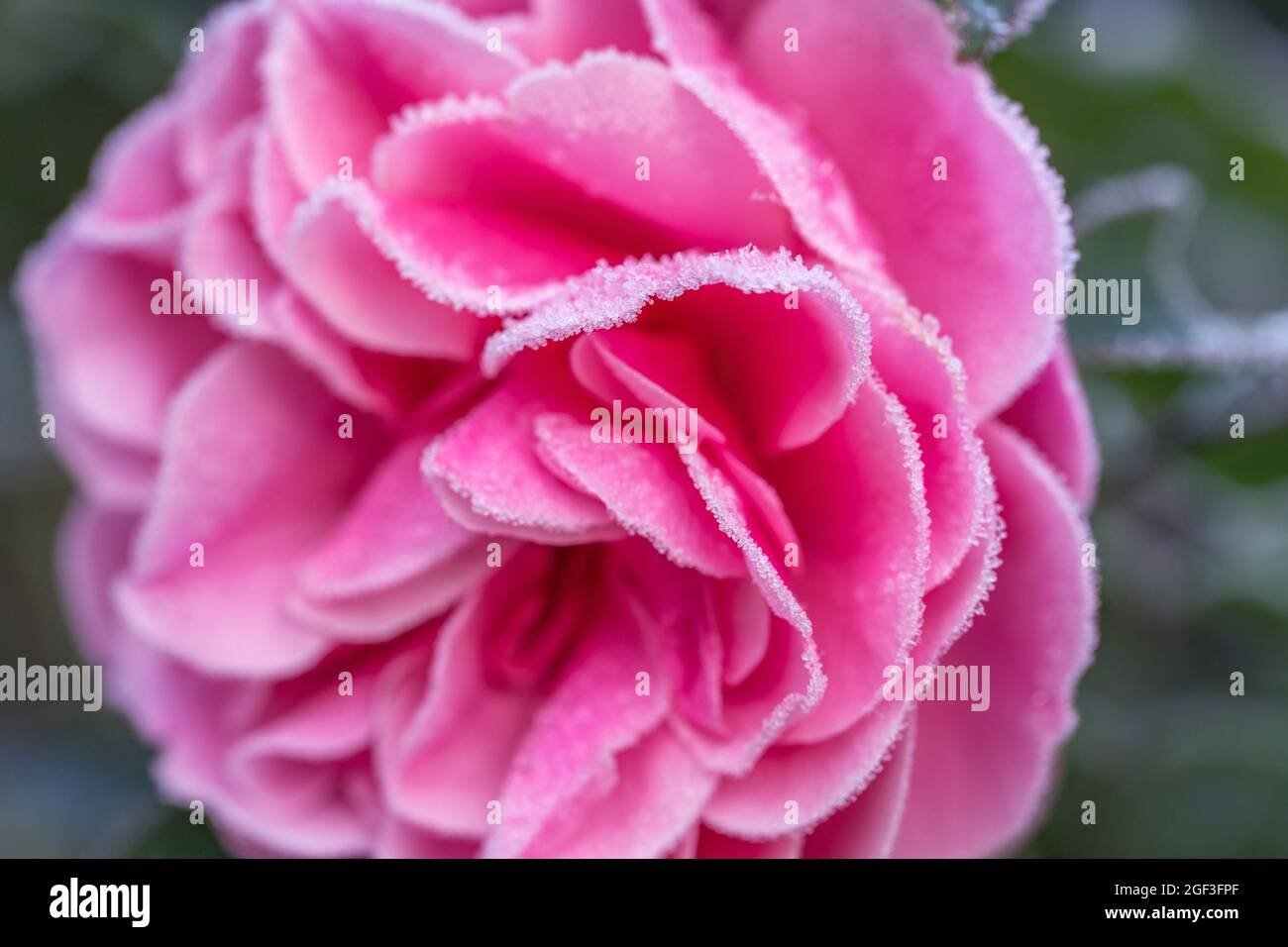 Winter in the garden. Hoarfrost on the petals of a pink rose Stock Photo