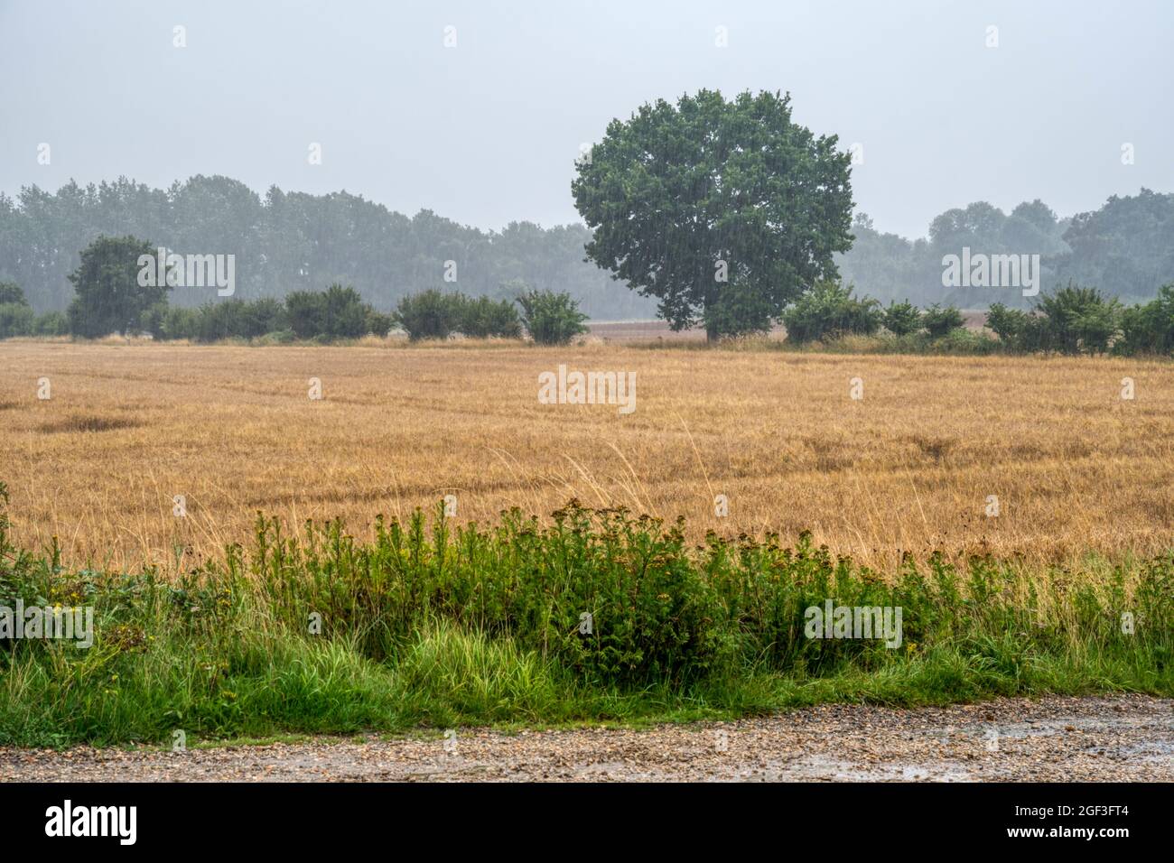 Growing cereal crop on a Norfolk farm during a rainstorm. Stock Photo