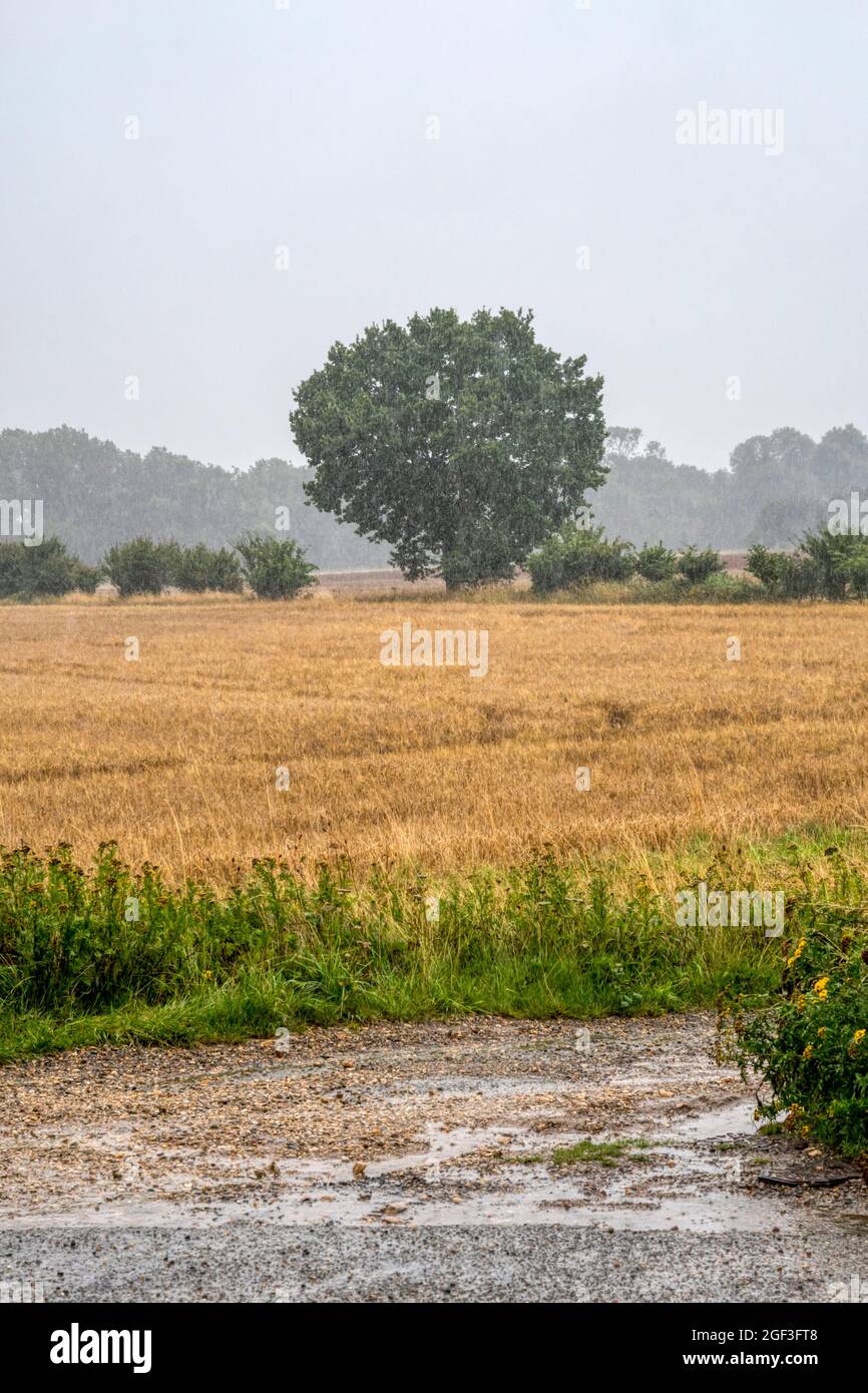 Growing cereal crop on a Norfolk farm during a rainstorm. Stock Photo