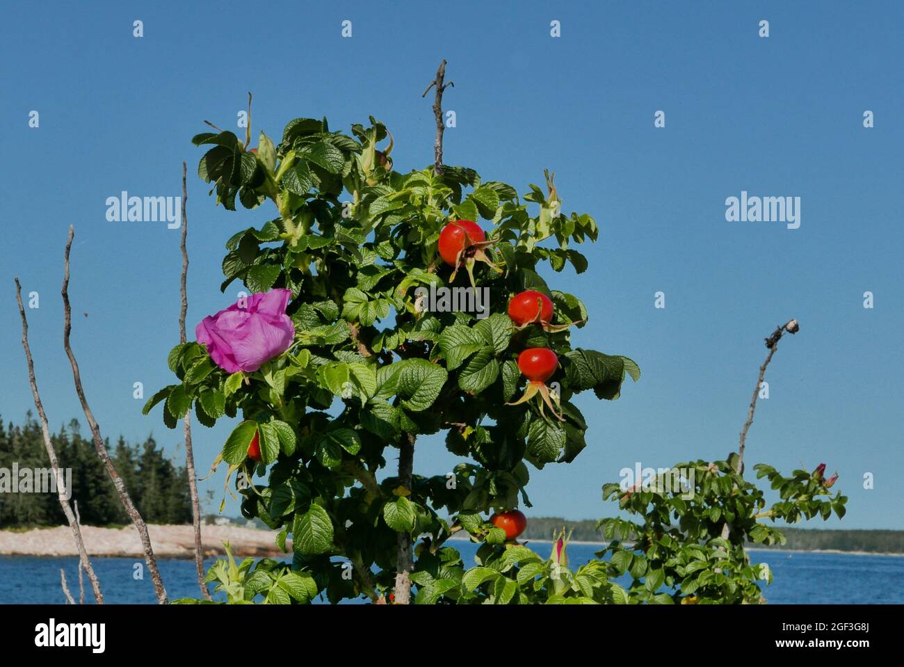 Rose Hip bush with flowers and fruit on Seawall beach Mt Dessert Maine Stock Photo
