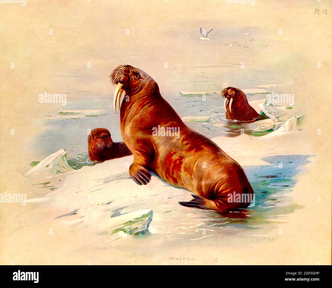 Archibald Thorburn - British Mammals - Walrus Stock Photo - Alamy