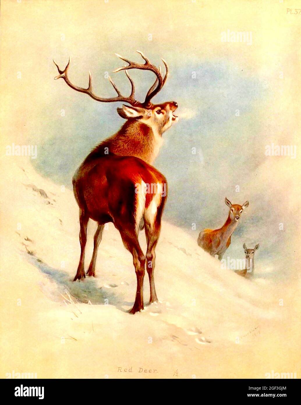 Archibald Thorburn - British Mammals - Red Deer Stag and does Stock Photo