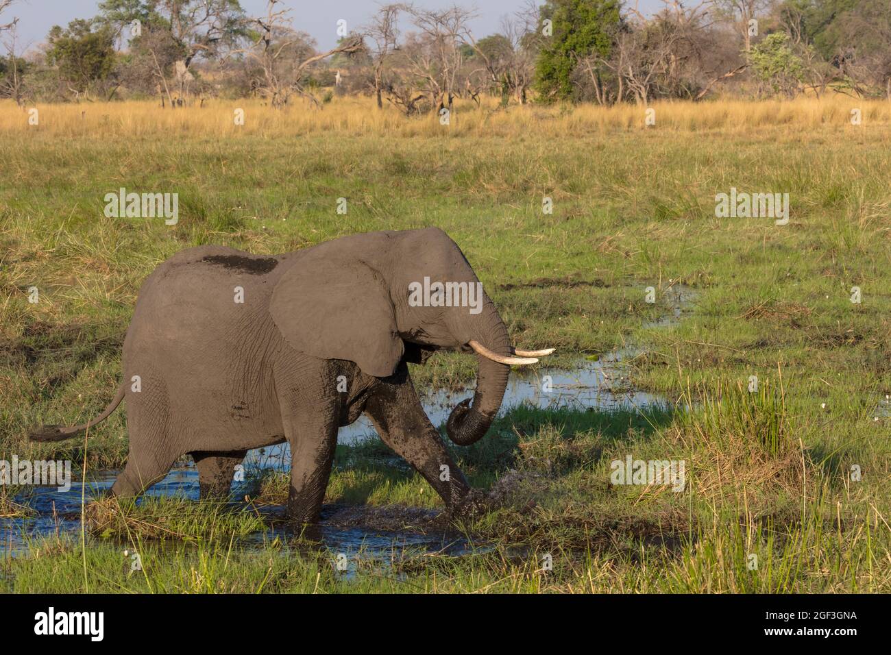 African bush elephant (Loxodonta africana) walking through water. Okavango Delta. Botswana Stock Photo