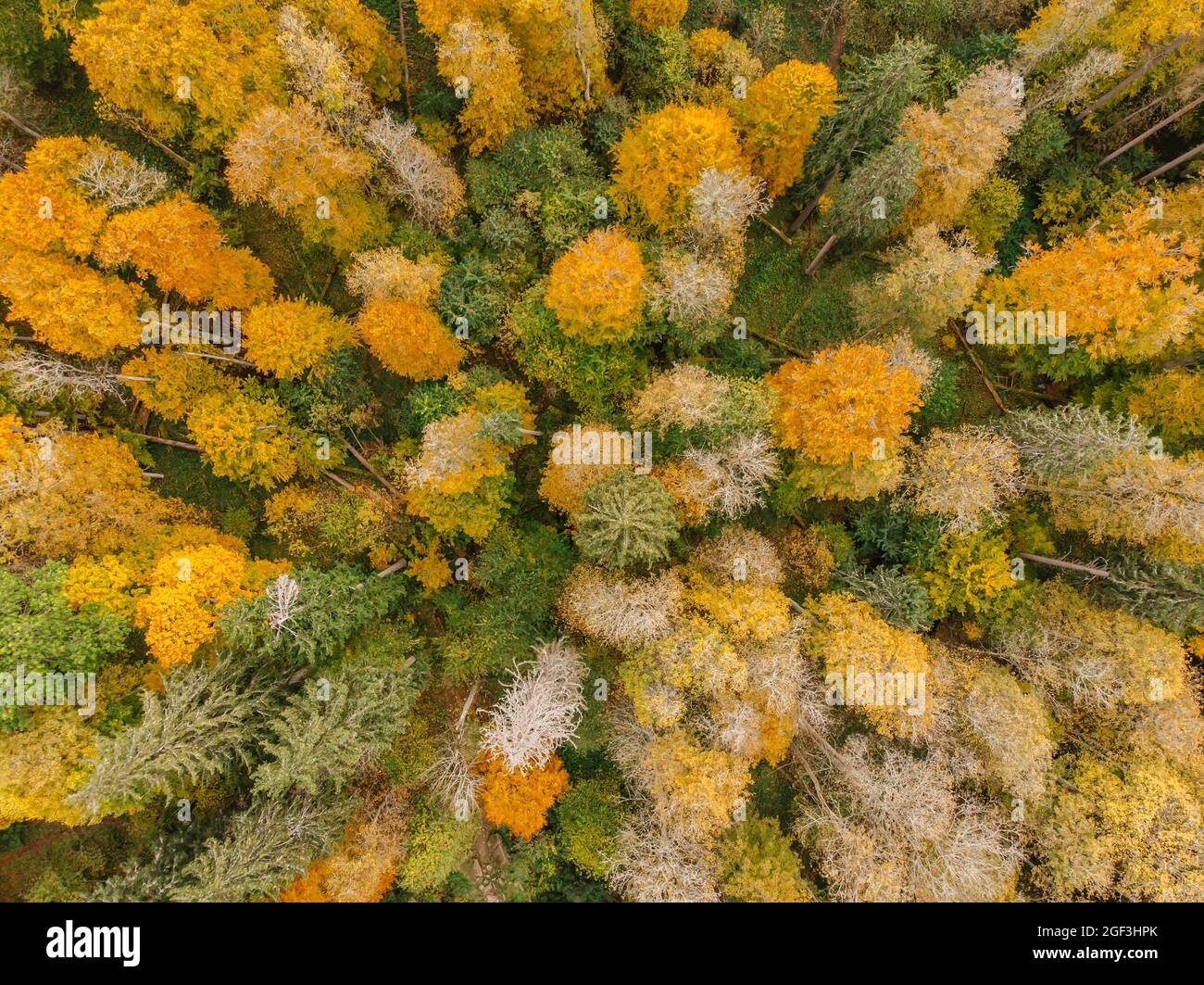 Fall forest landscape view from above. Colorful nature background. Autumn forest aerial drone view.Idyllic fall scenery from a birds eye view.Trees Stock Photo