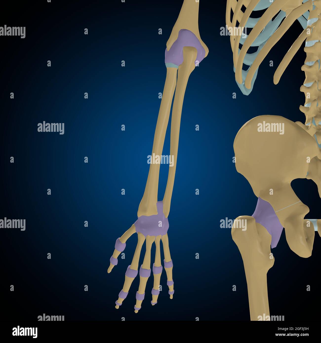 Articular capsule Anatomy For Medical Concept 3D Illustration Stock Photo Alamy
