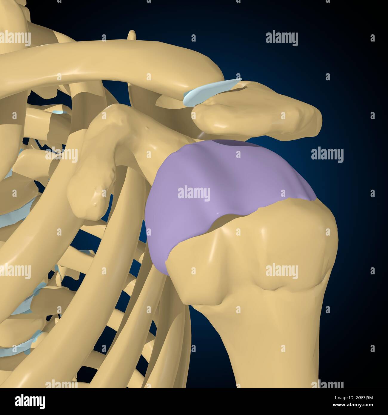 Articular capsule Anatomy For Medical Concept 3D Illustration Stock Photo Alamy