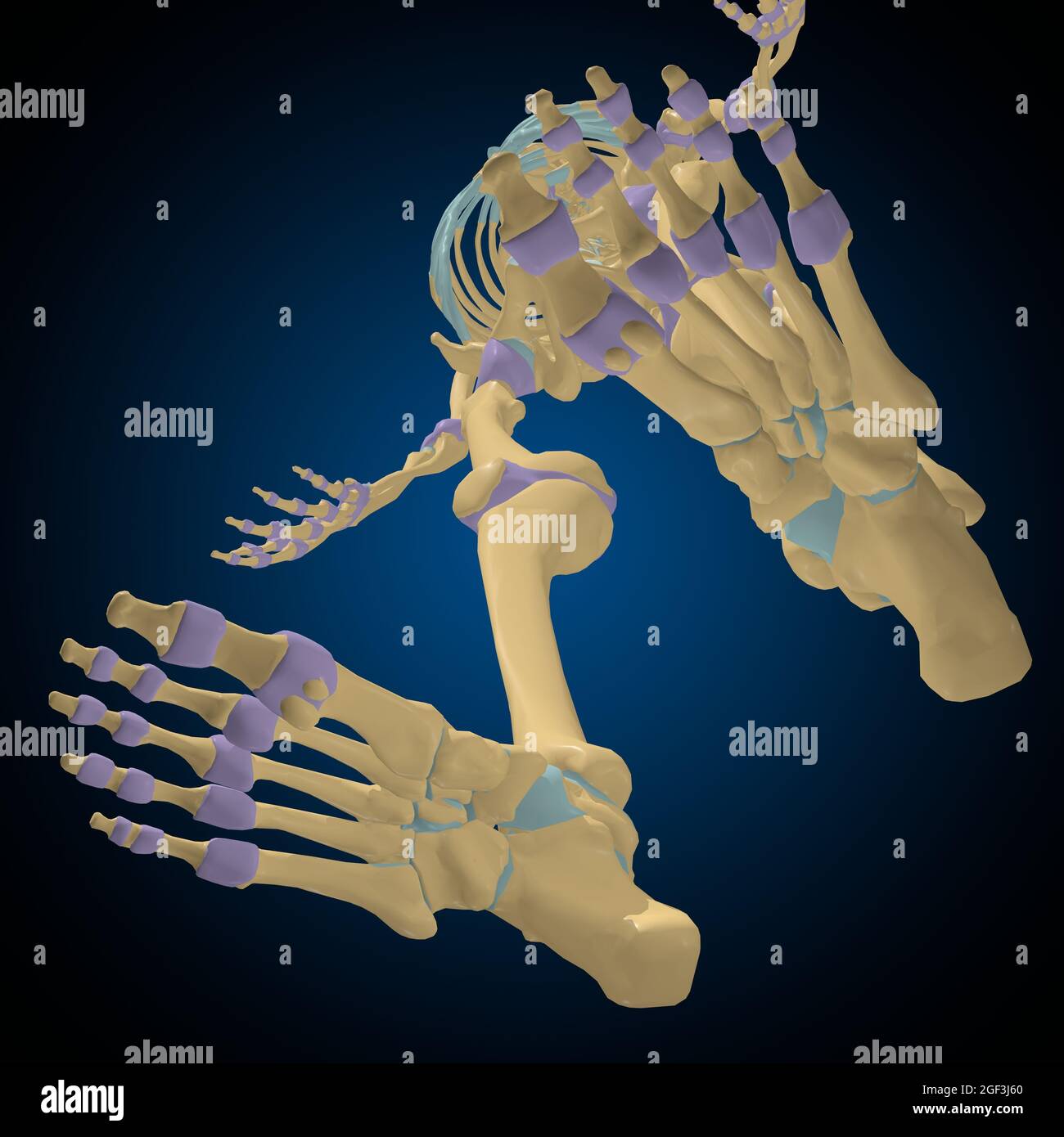 Articular capsule Anatomy For Medical Concept 3D Illustration Stock Photo