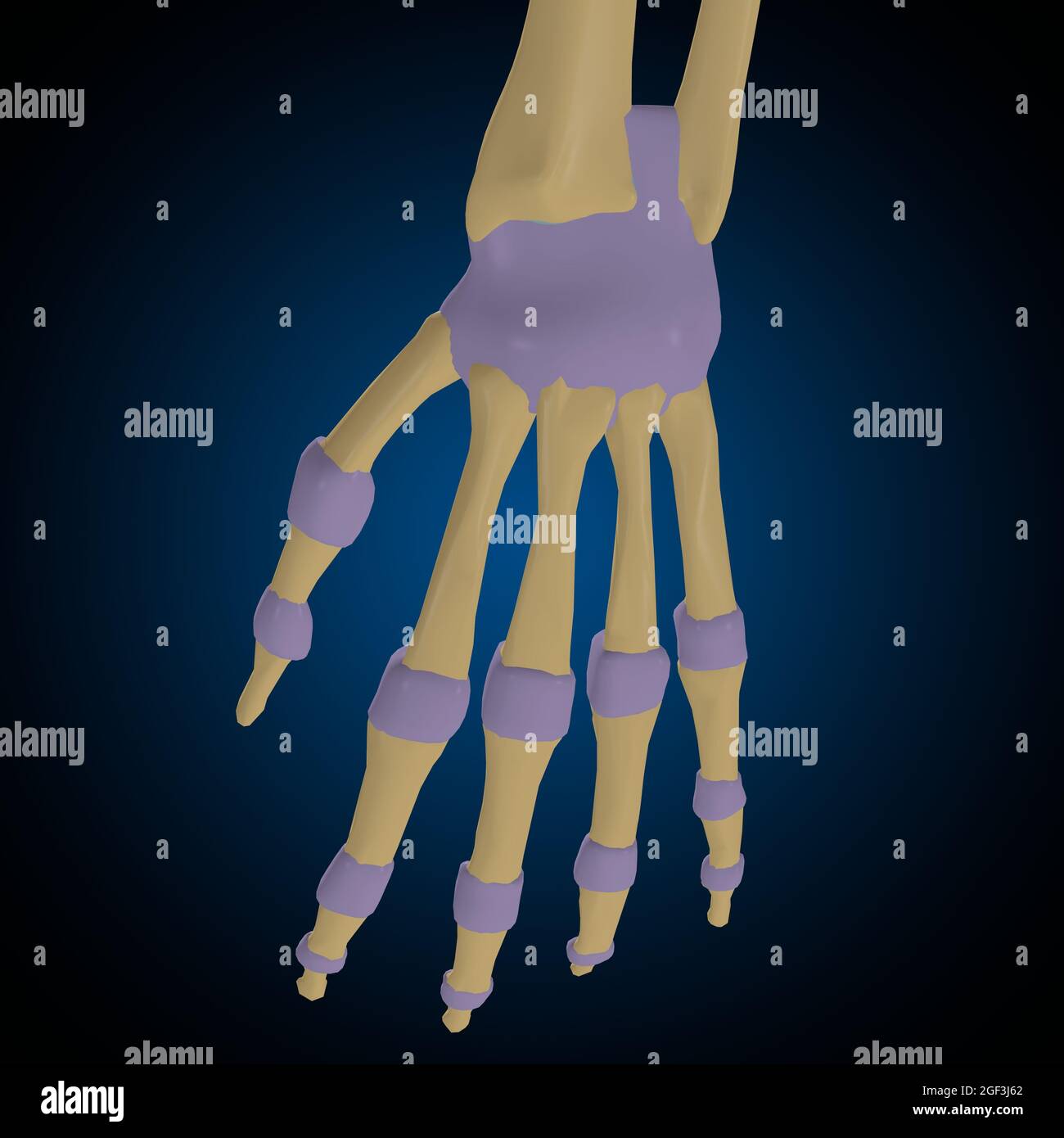 Articular capsule Anatomy For Medical Concept 3D Illustration Stock Photo