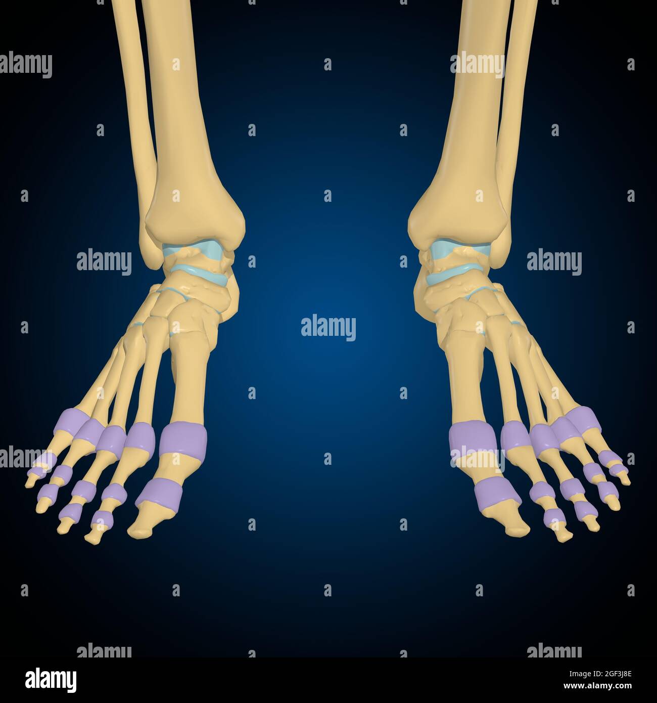 Articular capsule Anatomy For Medical Concept 3D Illustration Stock