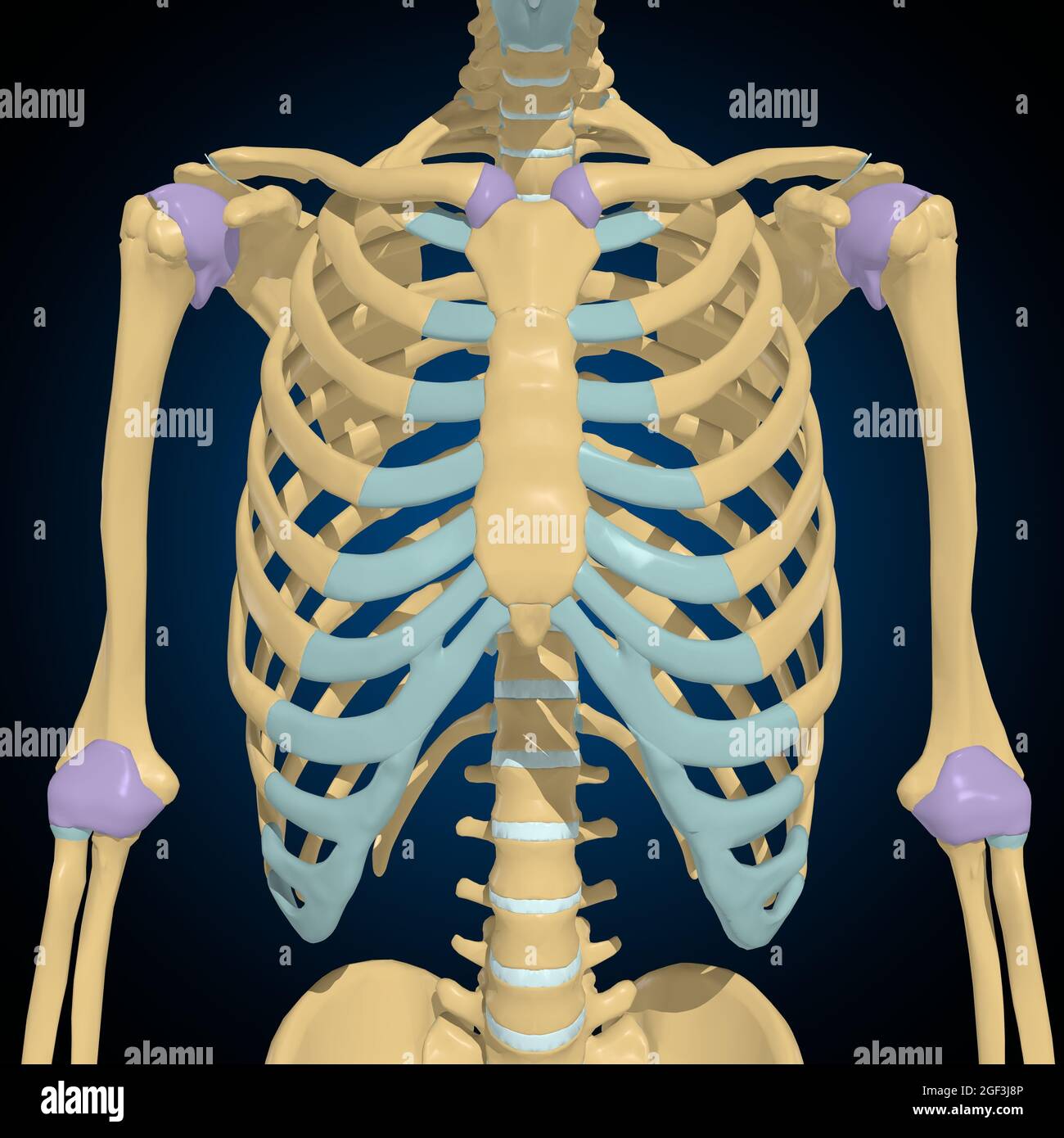 Articular capsule Anatomy For Medical Concept 3D Illustration Stock Photo