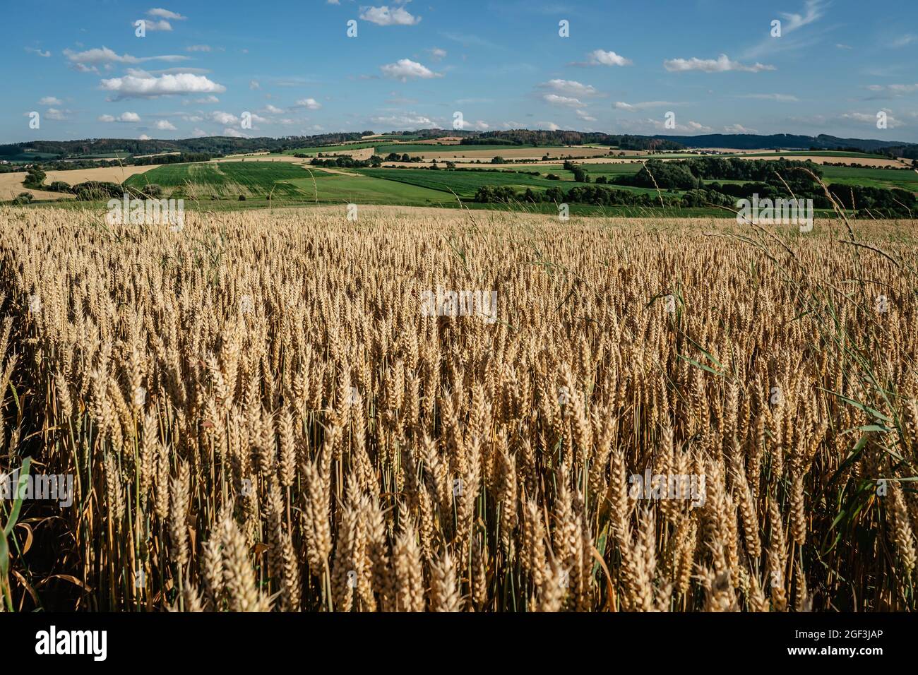 Idyllic summer landscape with grain field,meadows and typical Czech countryside.Gold wheat field panorama,agricultural grain crops in harvest season,a Stock Photo