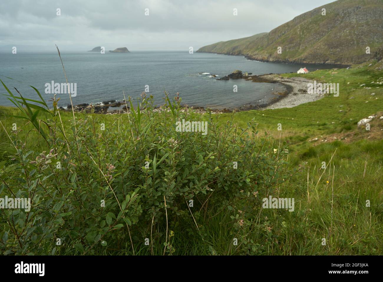 The house or bothy on Eilean an Taighe in the Shiant Isles with mixed vegetation that has resisted grazing pressure by sheep in the foreground. Stock Photo