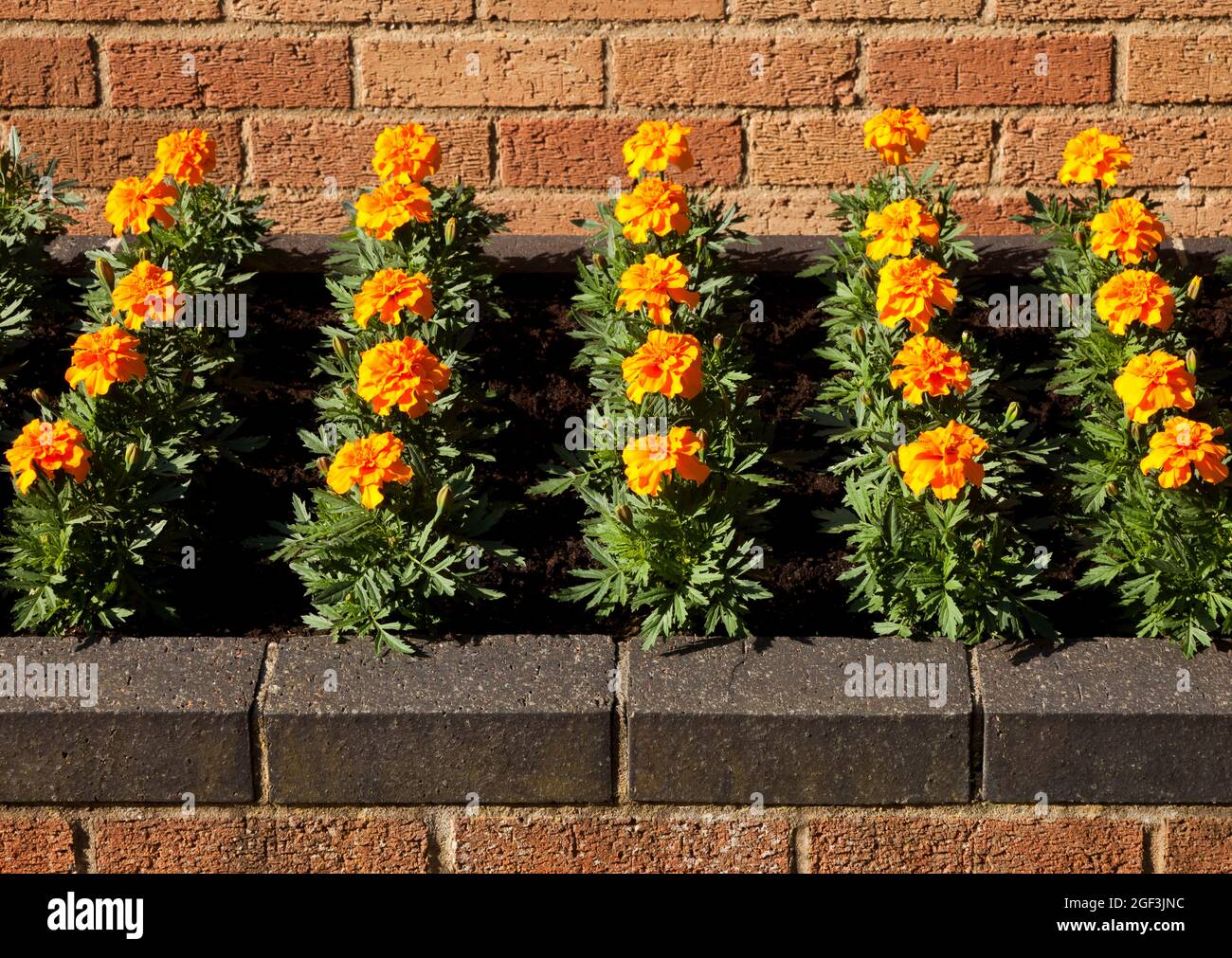 Raised Flower Bed on a Patio Stock Photo