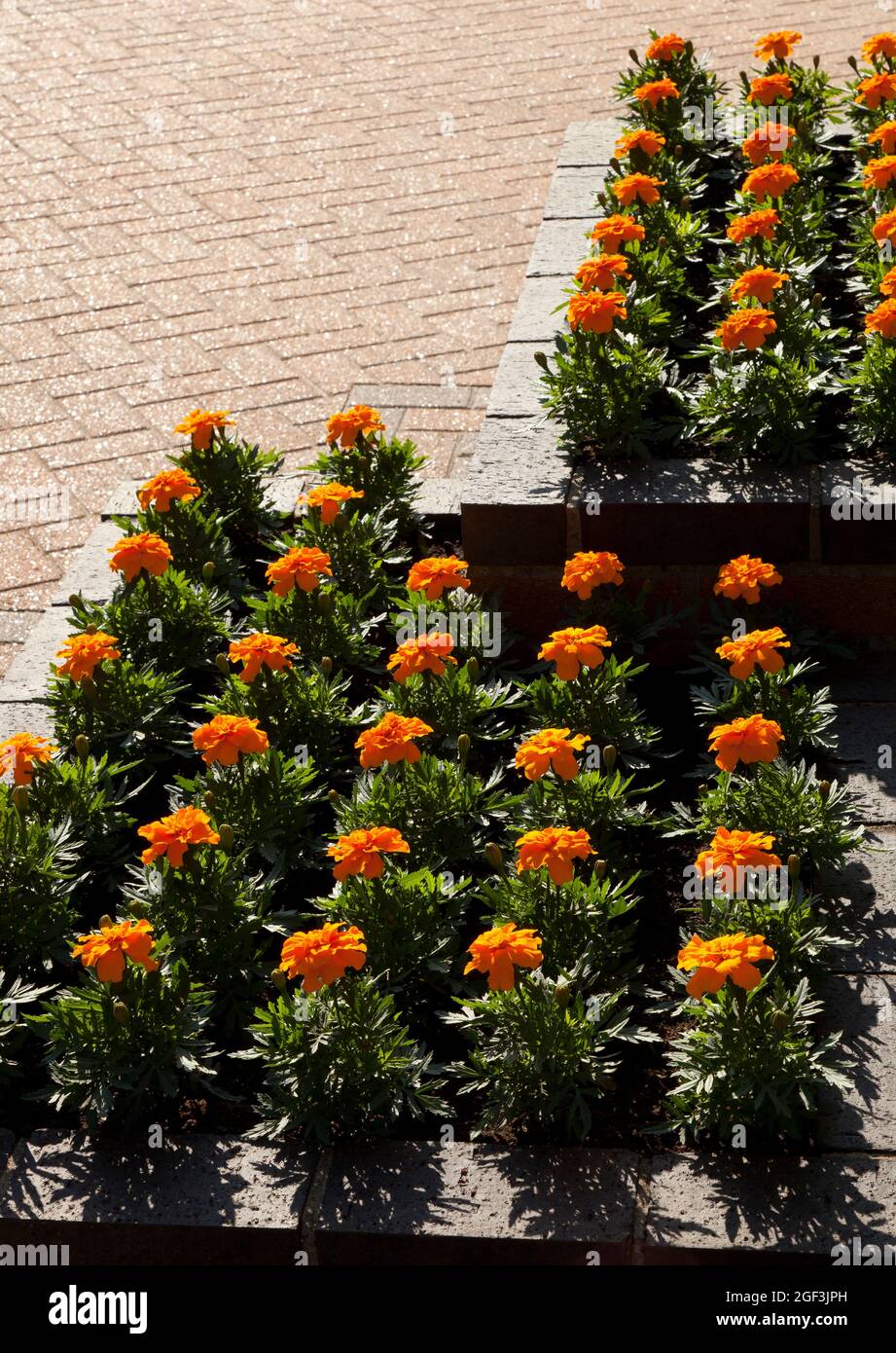 Raised Flower Bed on a Patio Stock Photo