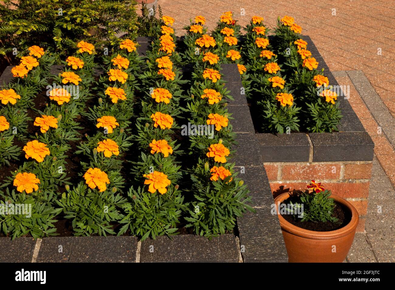 Raised Flower Bed on a Patio and a pot Stock Photo