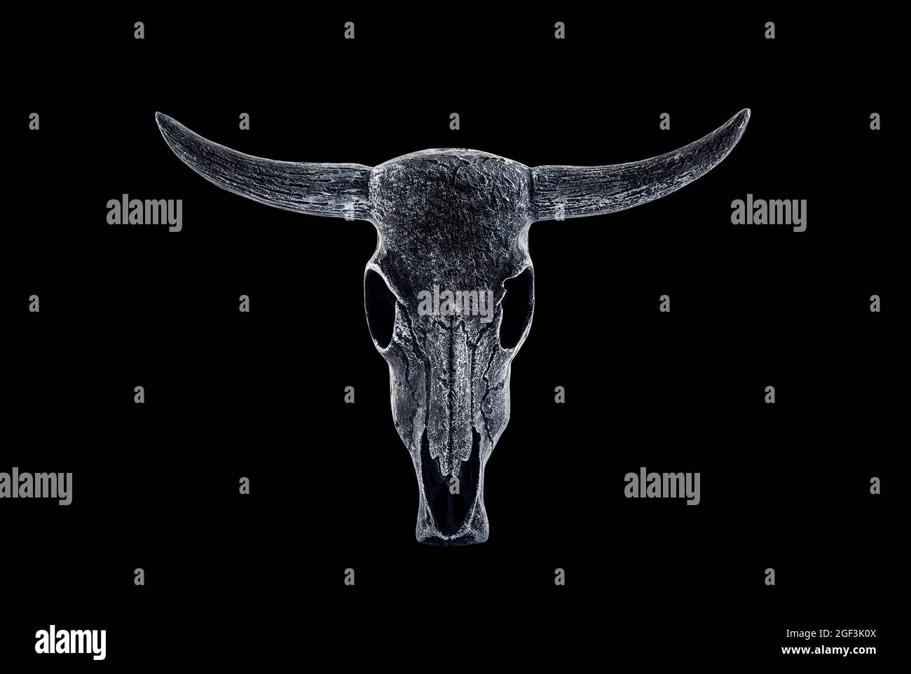 Animal horned skull isolated on black background with clipping path